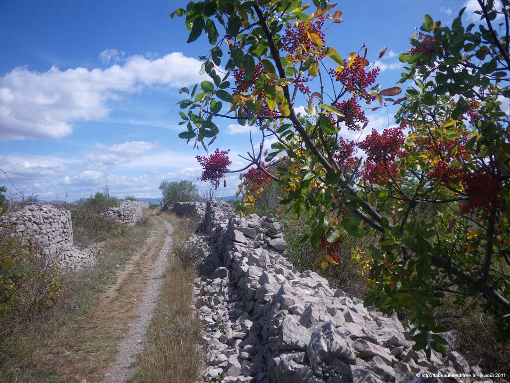 20110809_08