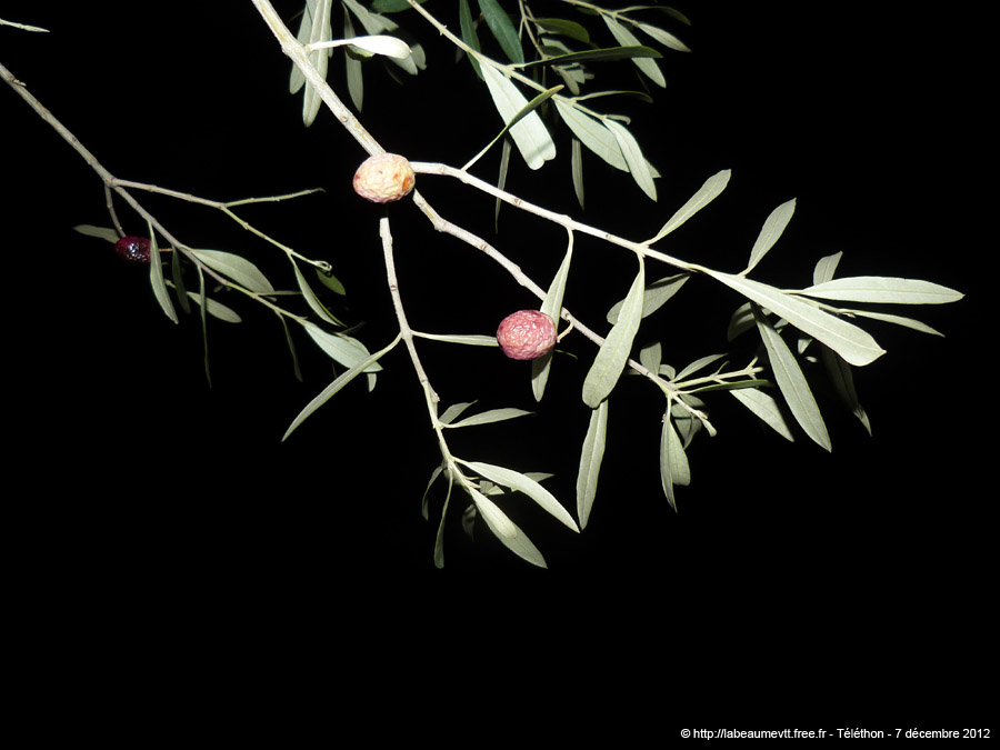 20121207_56