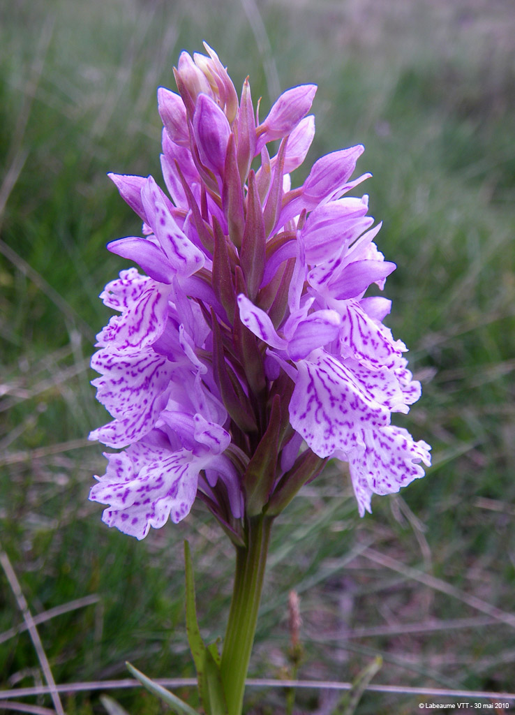 20100530_248